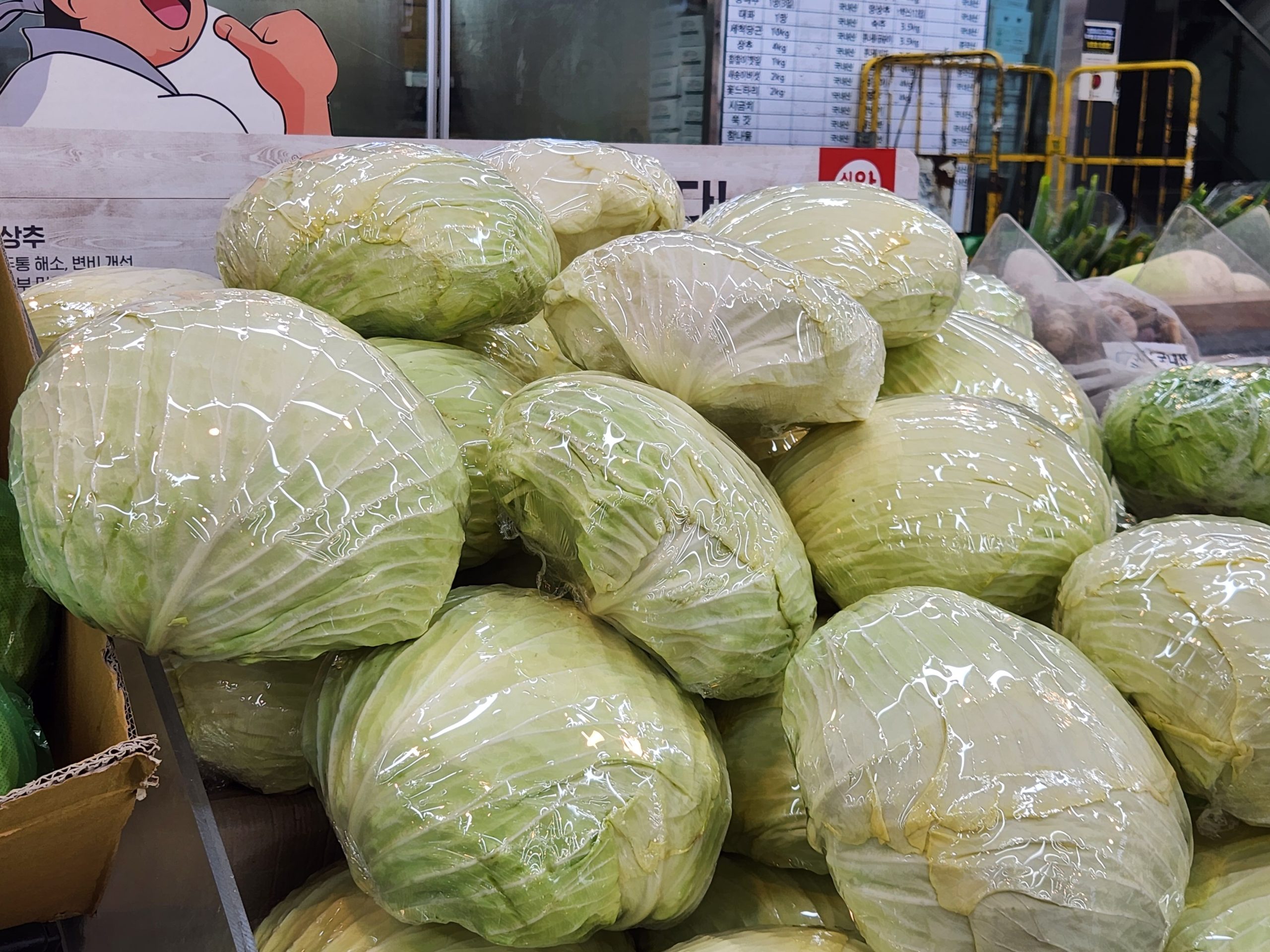 양배추 손질, 양배추 보관, 양배추 심지, 양배추 채썰기, 양배추 갈변