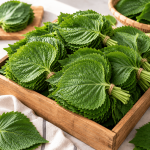 깻잎 1kg, 깻잎 보관법, 깻잎 요리, 깻잎 반찬, 깻잎전, 깻잎무침, 깻잎장아찌, 사이드메뉴