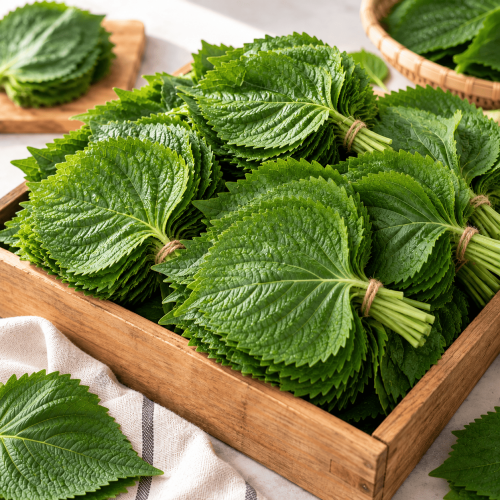 깻잎 1kg 남김없이 알차게 쓰기! 보관법부터 깻잎무침·깻잎장아찌까지